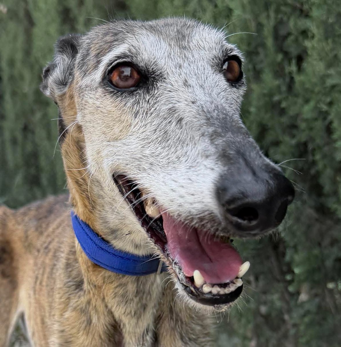 Galgos del Sol tweet media