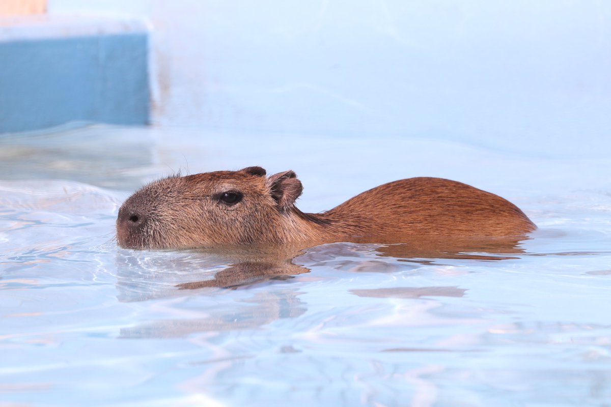 2026.3.28
#カピバラ 
#Capybara 
#水豚 
#竹島水族館 
#EOSR6
Lens RF70-200mm F4L IS USM
