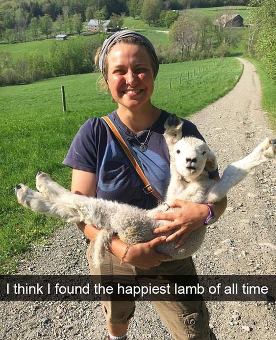 WholesomeMemes tweet media