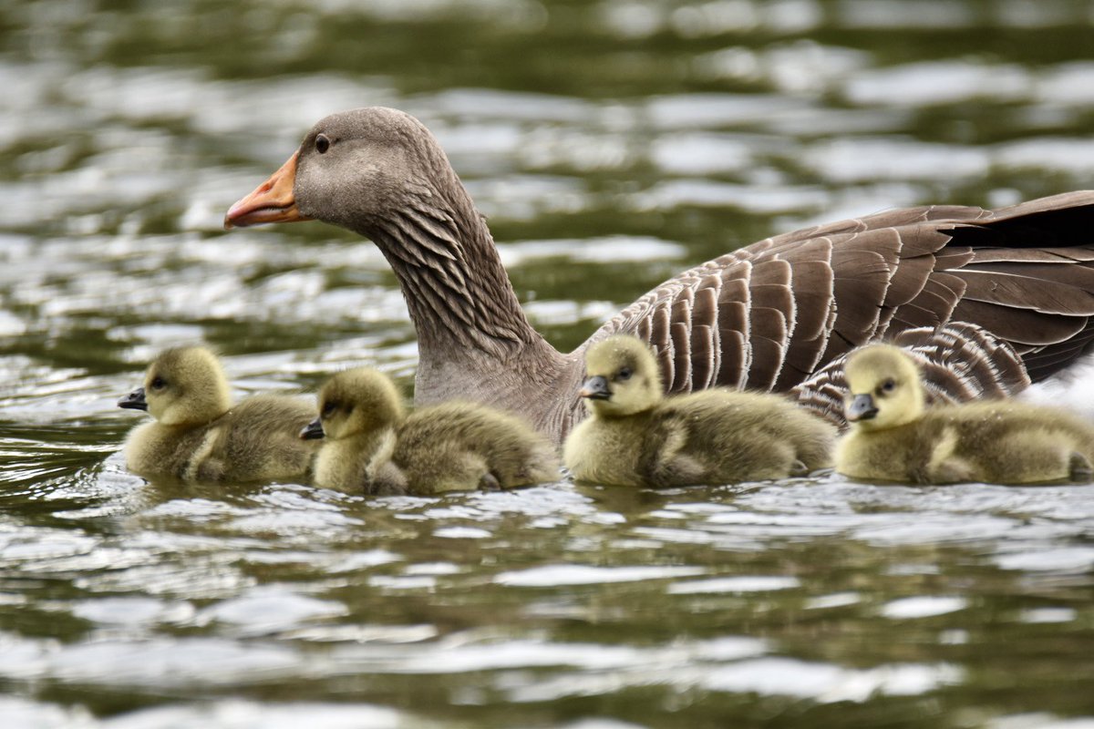 sonsrap10's tweet image. Goslings at Poole park in Dorset this afternoon #wildlifephotography