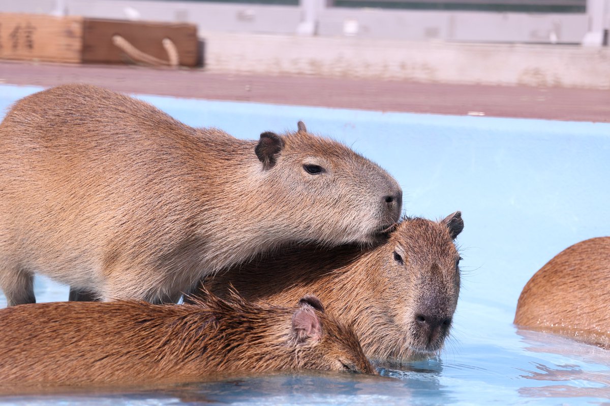 やめろよ

2026.3.28
#カピバラ 
#Capybara 
#水豚 
#竹島水族館 
#EOSR6
Lens RF70-200mm F4L IS USM