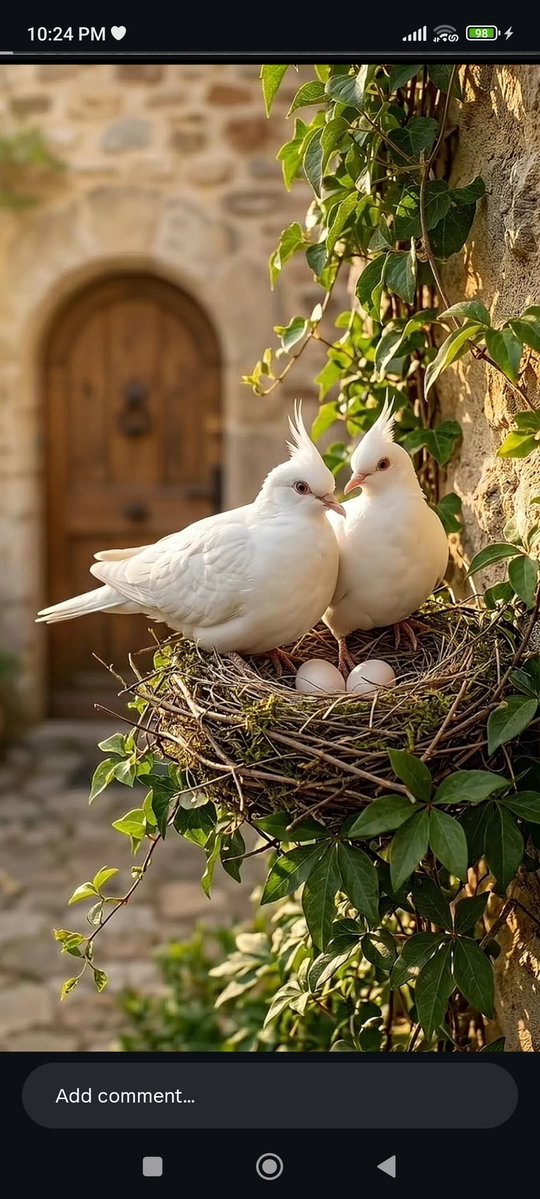 clicks1222's tweet image. #pigeon
#birdlovers
#wildlifephotography 
​#Wildlife ​#Peace ​#Serenity #birdphotography