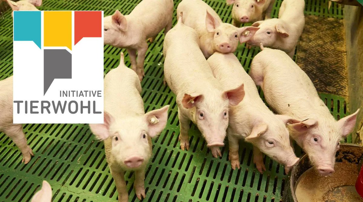 ITW_DE's tweet photo. Die #InitiativeTierwohl startet die Registrierungsphase für Ferkelaufzüchter (26.05.–20.06.2026). Ziel: Lücke zur Mast schließen &amp; #Tierwohl entlang der gesamten Kette stärken.
👉Mehr dazu in der aktuellen Pressemitteilung: https://t.co/riQpP6PAbR 
#ITW #Landwirtschaft #Agrar https://t.co/PvnJm3oTjX