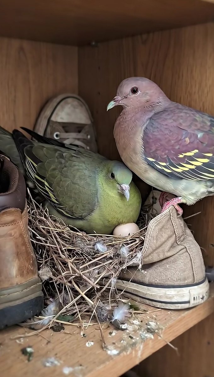 clicks1222's tweet image. #pigeon
#birdlovers
#wildlifephotography 
​#Wildlife ​#Peace ​#Serenity #birdphotography