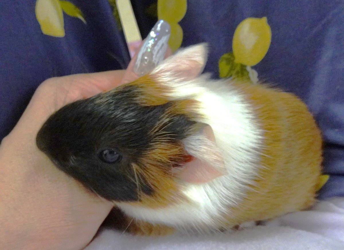 626yuppo's tweet image. ちょっと大き目なピノ、おとなしぃ性格かな🐹💕

＃モルモット　＃guineapig　＃baby　＃モルカー
