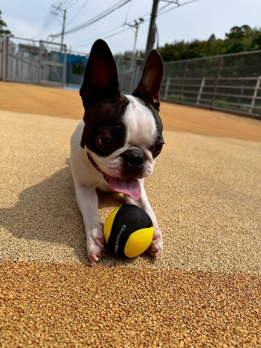 ボストンテリアのいぎーくん🐶✨️ tweet media