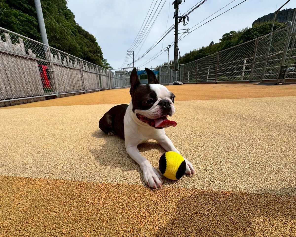 ボストンテリアのいぎーくん🐶✨️ tweet media