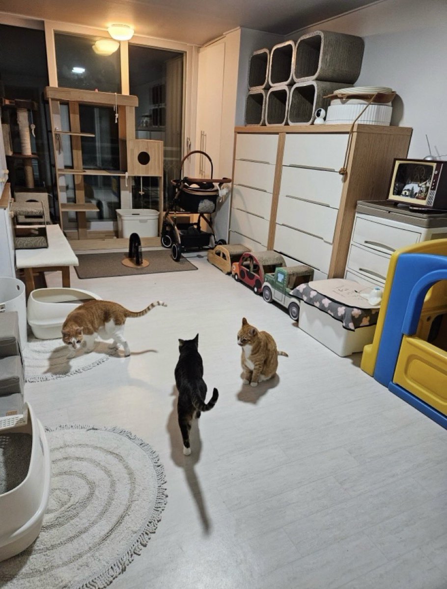 Hanjiicy7's tweet image. Lee knows new insta post 🐰

#리노 #straykids #cats