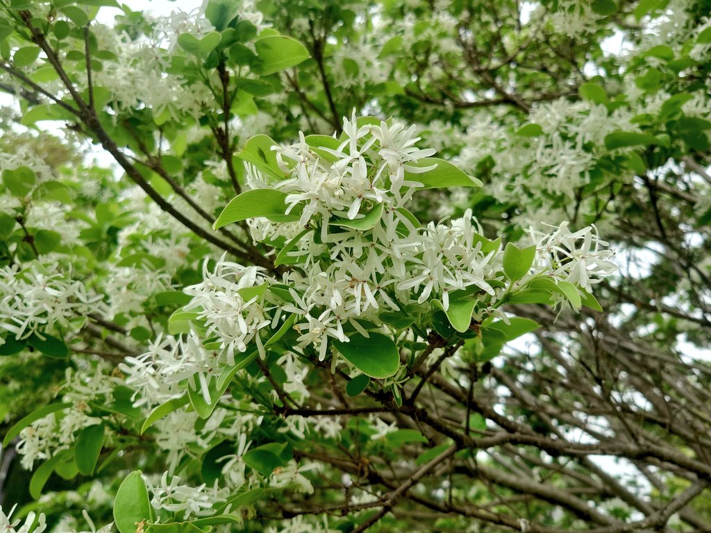 chata090823mk's tweet photo. 2026.4.29
ヒトツバタゴ(ナンジャモンジャ)の花
#羽生水郷公園 https://t.co/ESzSa8EqMv