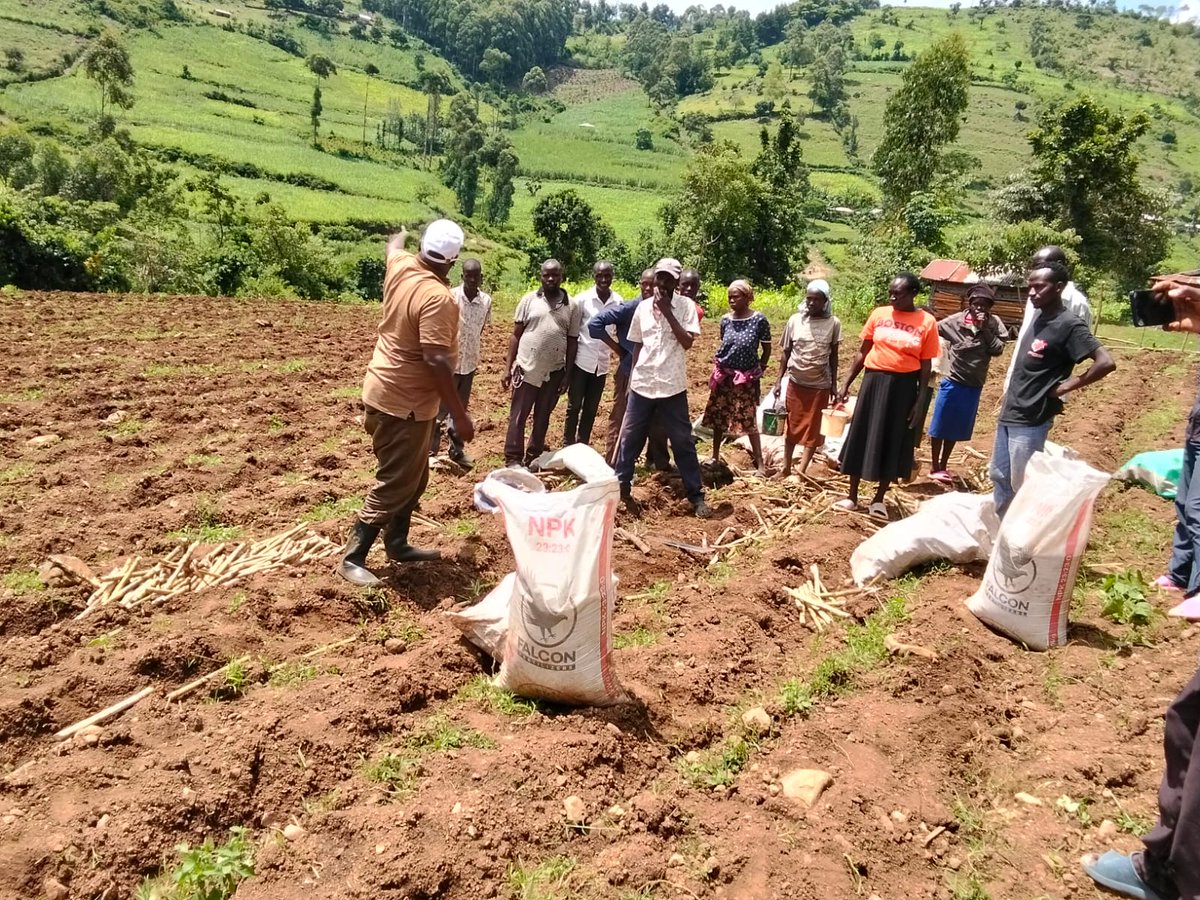 KESRETI's tweet photo. KESRETI establishes yet another demonstration plot in Kapkochei, Kericho.

Early-maturing varieties planted: KEN83-737, KEN82-472 &amp; KEN00-3811.

This continues our push to provide farmers with faster-maturing and better-performing varieties as alternatives to (CO617) and (CO421). https://t.co/opqWPHVtSD