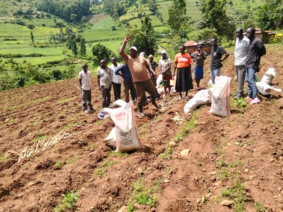 KESRETI's tweet photo. KESRETI establishes yet another demonstration plot in Kapkochei, Kericho.

Early-maturing varieties planted: KEN83-737, KEN82-472 &amp; KEN00-3811.

This continues our push to provide farmers with faster-maturing and better-performing varieties as alternatives to (CO617) and (CO421). https://t.co/opqWPHVtSD