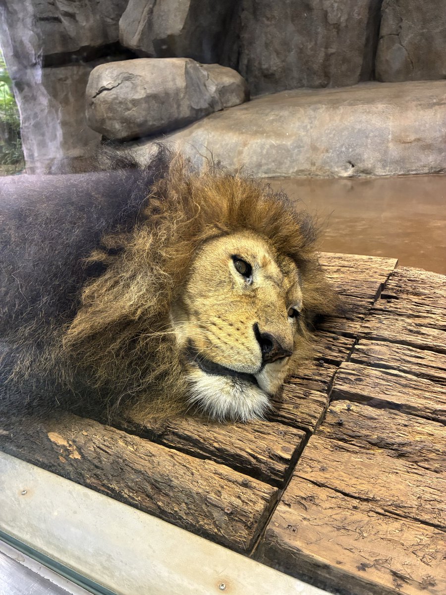 slps25's tweet photo. いい顔のライオンが撮れた。
GWお疲れ様です。 https://t.co/gk3jPOgqTT