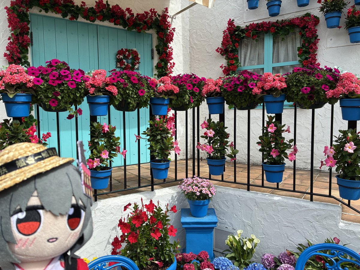サンタクルス通りのお花を堪能する扶桑姉様