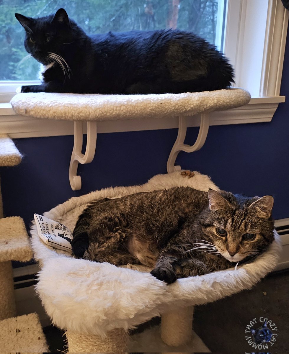 thatcrazycatmum's tweet image. Happy Twos-day! 😺 #thatcrazycatmum #cat #cats #catsofx #catsonx @catsofx @catsonx