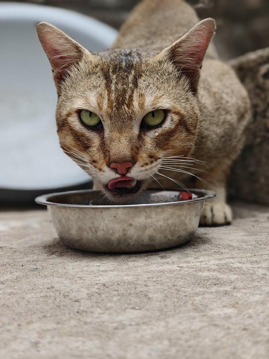 My Feral Neighbors🐈 | Just Strays tweet media