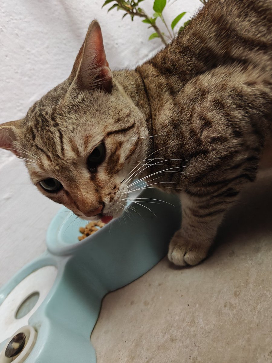 My Feral Neighbors🐈 | Just Strays tweet media