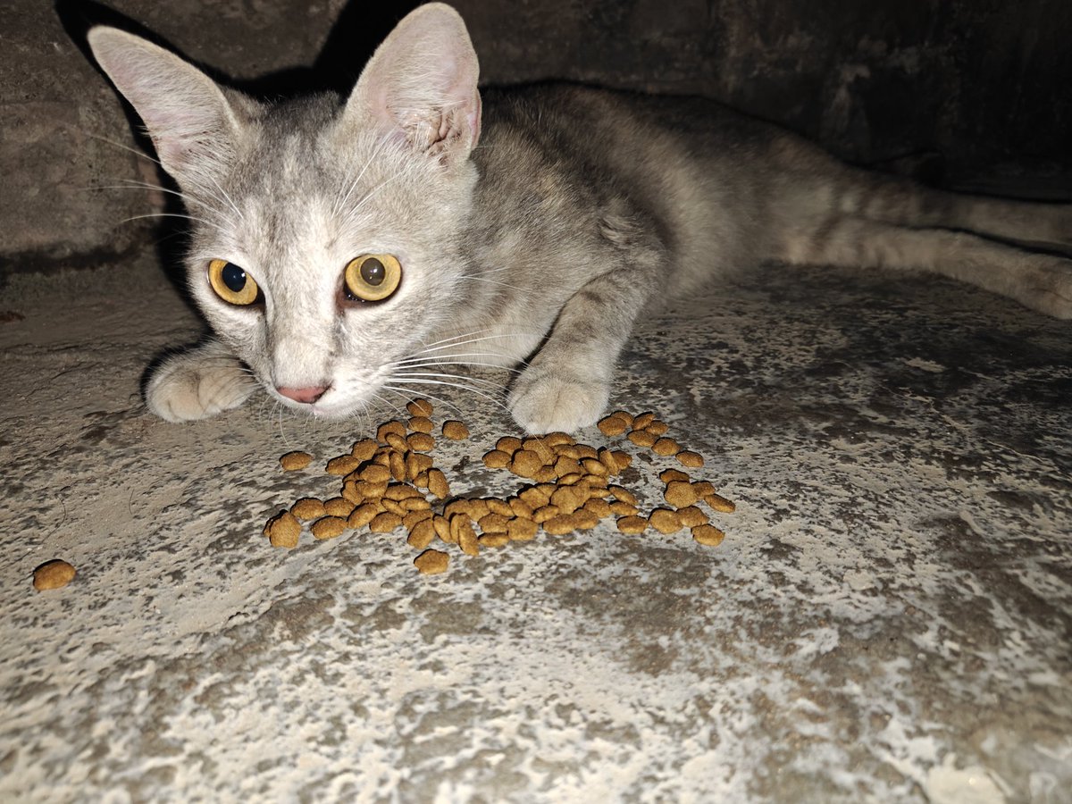 My Feral Neighbors🐈 | Just Strays tweet media