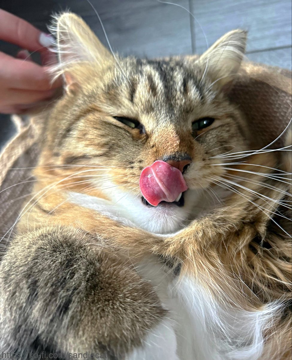 sandiecat51's tweet image. #TongueOutTuesday #Cats #CatsofX #CatsonX #CatsofTwitter