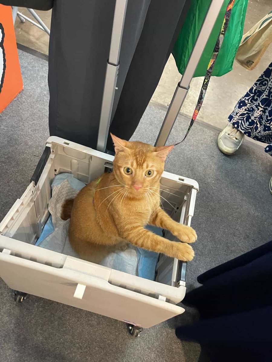 Momo and other cats 🐱 tweet media