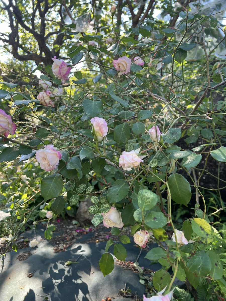 appletake's tweet photo. #薔薇 #戦争に反対するお花畑の会 https://t.co/LD7nCVSnxs