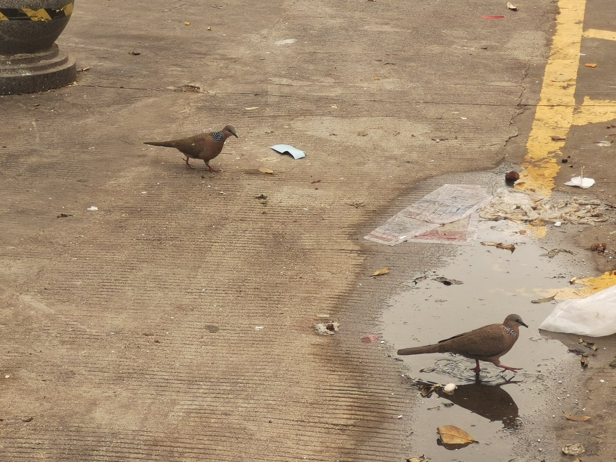 AikCuddle's tweet photo. 鸠____
_______
____鳩

最鸠鳩 https://t.co/da2tp91UWy