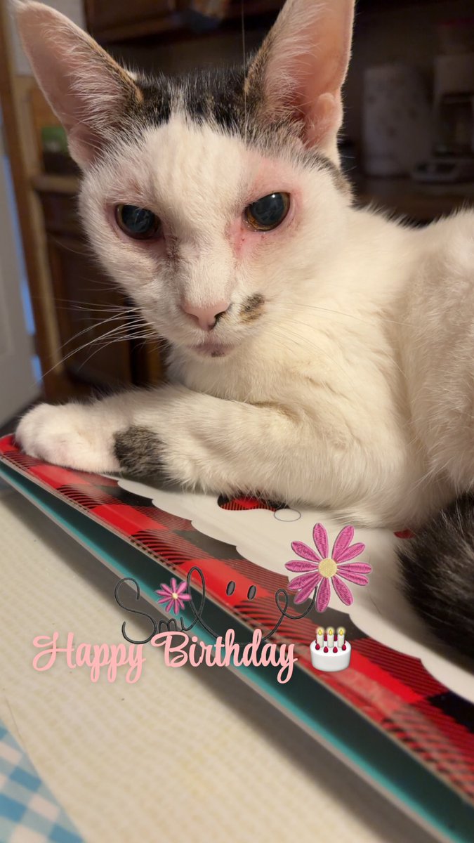 SusanDaw1's tweet image. 🎂HAPPY BIRTHDAY TO BABY! 
🎶 Happy Birthday to Baby! Happy Birthday to you! 🎶 My sweet girl is 16 years old today and she’s been a blessing to me every day! She’s requested tuna for lunch. #HappyBirthday #Baby #PetsAreFamily 🎂😺🥳💖🎁🎉🎊🎈🍨🍰😻💕🥳