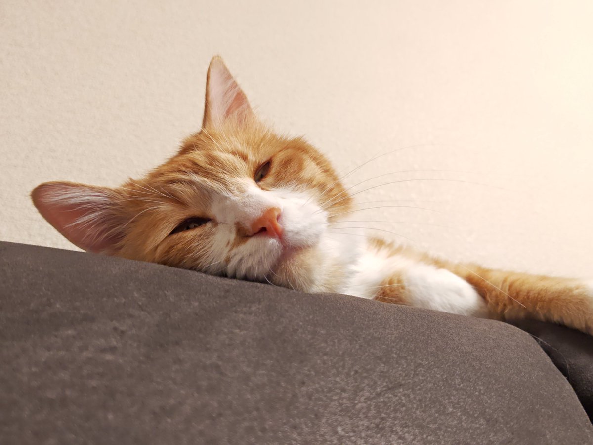 MapoTofuCatMabo's tweet photo. 白目ボーイ
#猫好きさんとつながりたい #猫のいる暮らし𓏲𓎨  #保護猫まぼちゃん #猫 #白目 https://t.co/bMr636CDYa