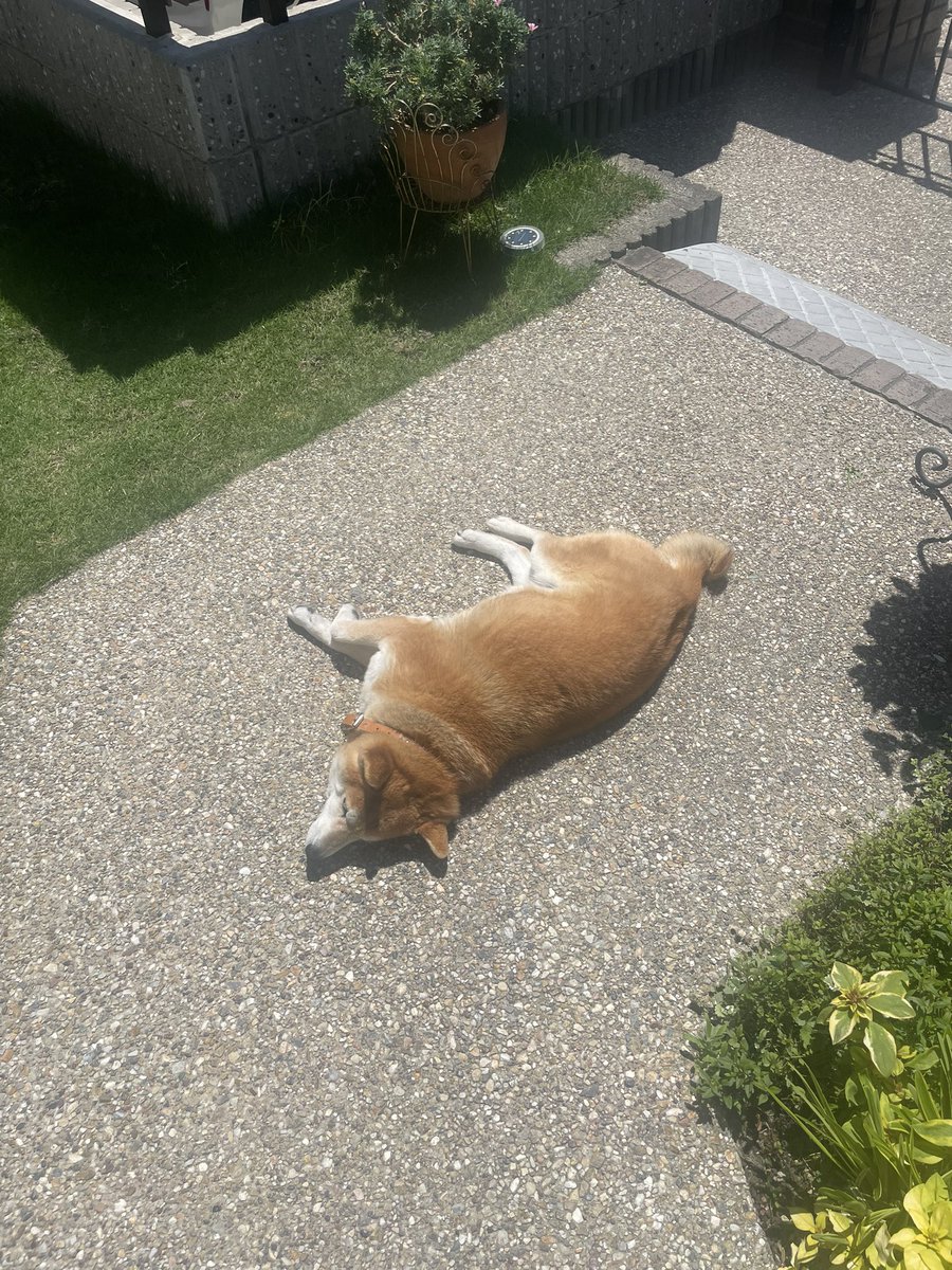 shibachako7's tweet image. #柴犬
 #shiba