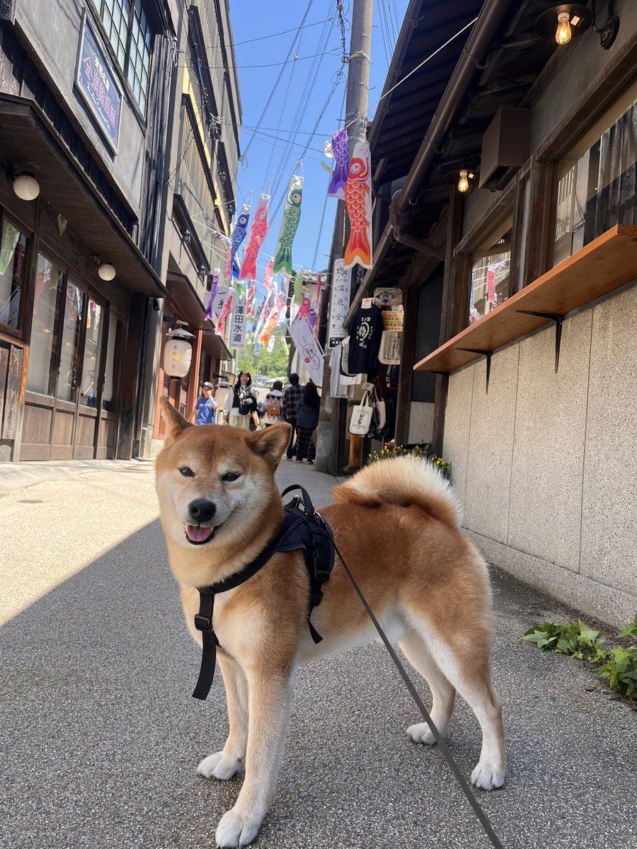 たまちゃん tweet media
