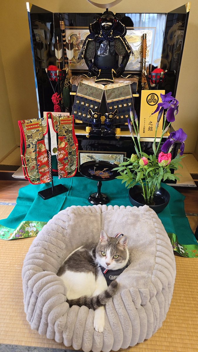 treetop951's tweet photo. 8歳になりました🐾
ふわ���わベッドの王様です👑

これ��らもゆる〜くいこうね☺️

#猫 #にゃんこ #癒し #保護猫
#こどもの日 https://t.co/6QKEYFGQ6L