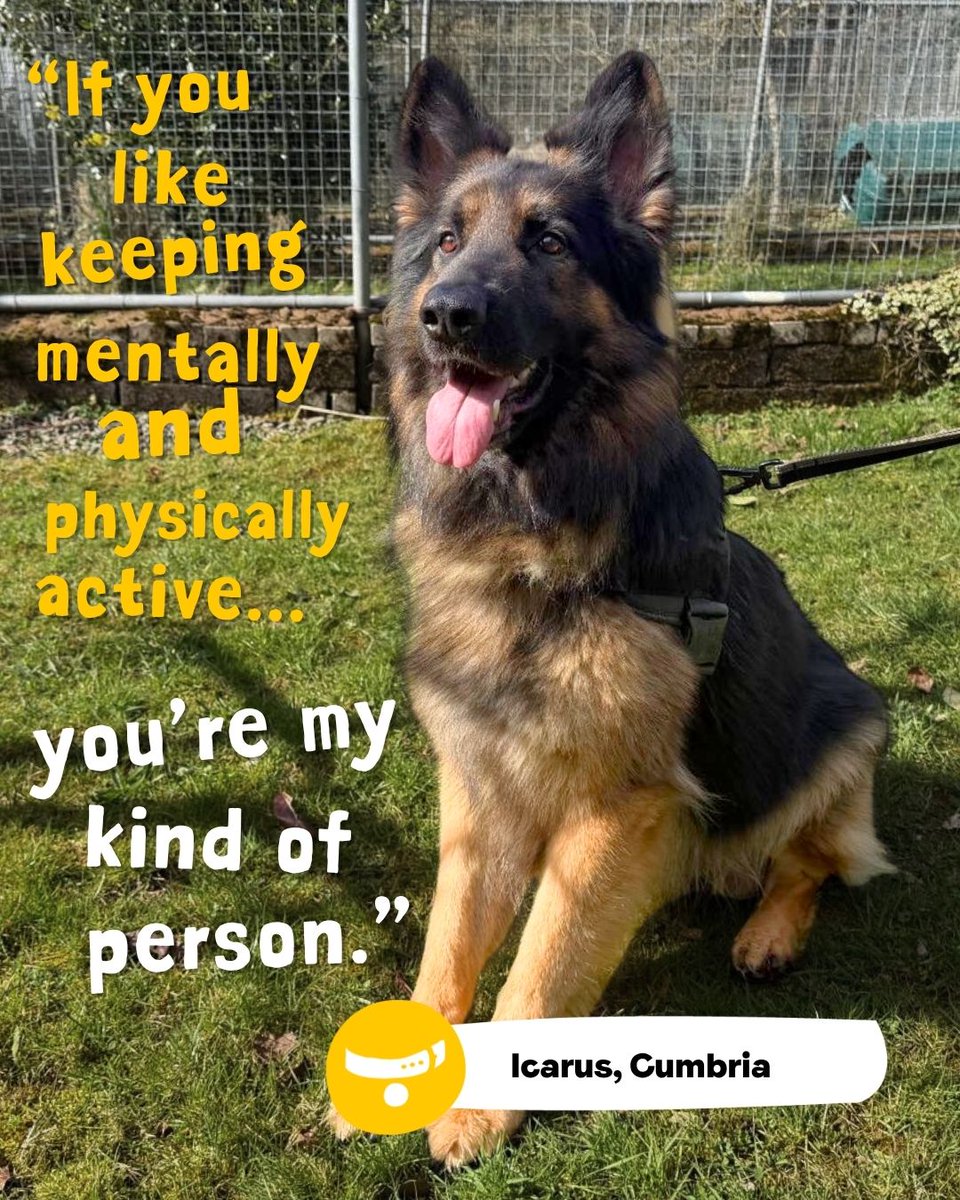 Dogs Trust 💛🐶 tweet media