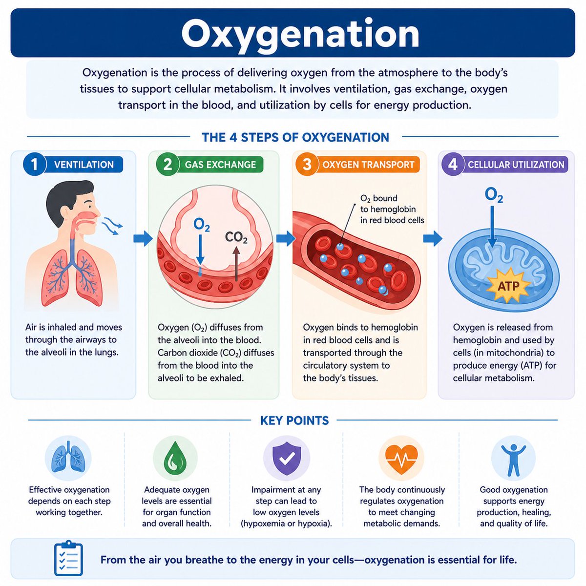 Oxygenation is the process of delivering oxygen from the atmosphere to the body’s tissues to support cellular metabolism. bit.ly/4eLnaaD