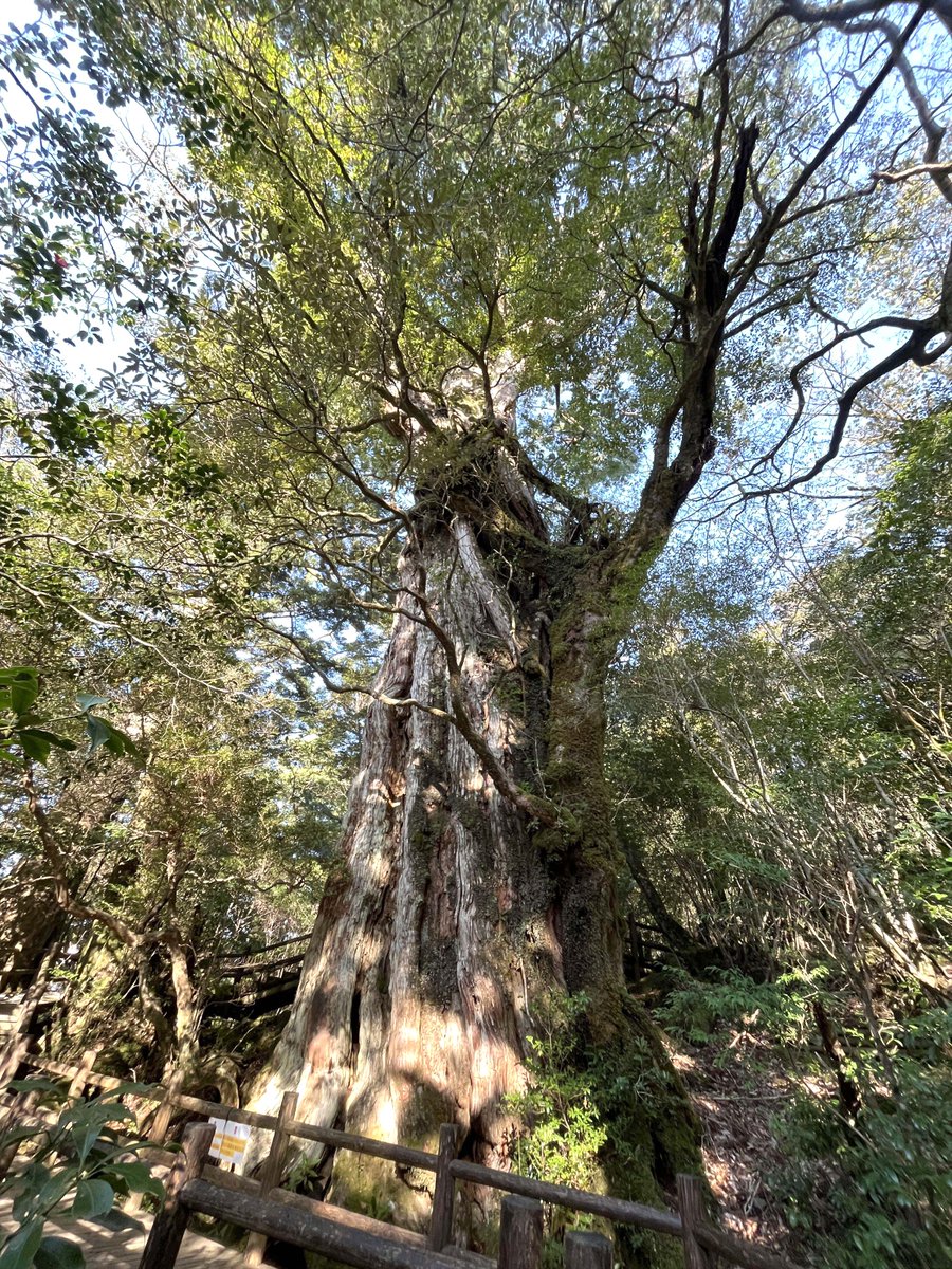 em_ruke's tweet photo. 巨木シリーズ(屋久島)
ヤクスギランドの千年杉と仏陀杉
そこから更に5～6km進んだ先にある紀元杉
荒川登山口から登った先にある三代杉

紀元杉は3番目に古いと言われる紀元杉は触れる距離で見応えあり👌 https://t.co/pbvcNmu2W0