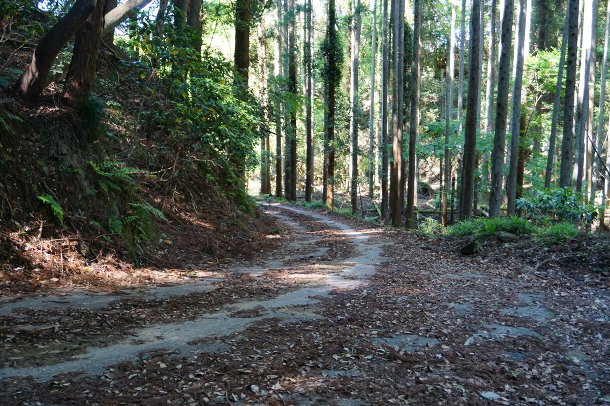 zu_rarara＠自転車 tweet media