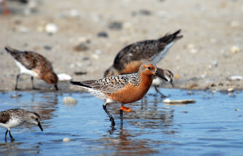 National Wildlife Federation tweet media