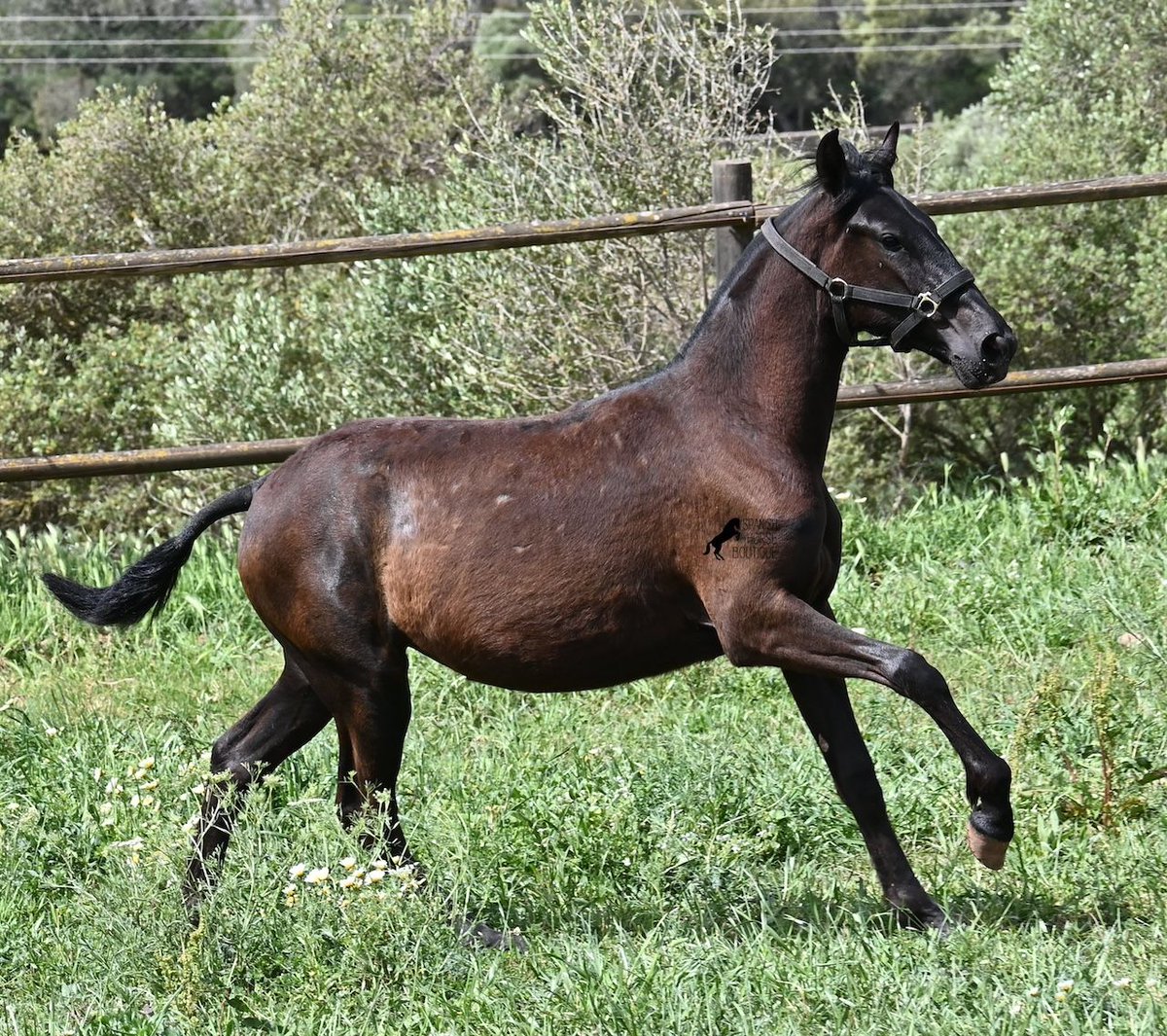 ehorses.com - horse market tweet media