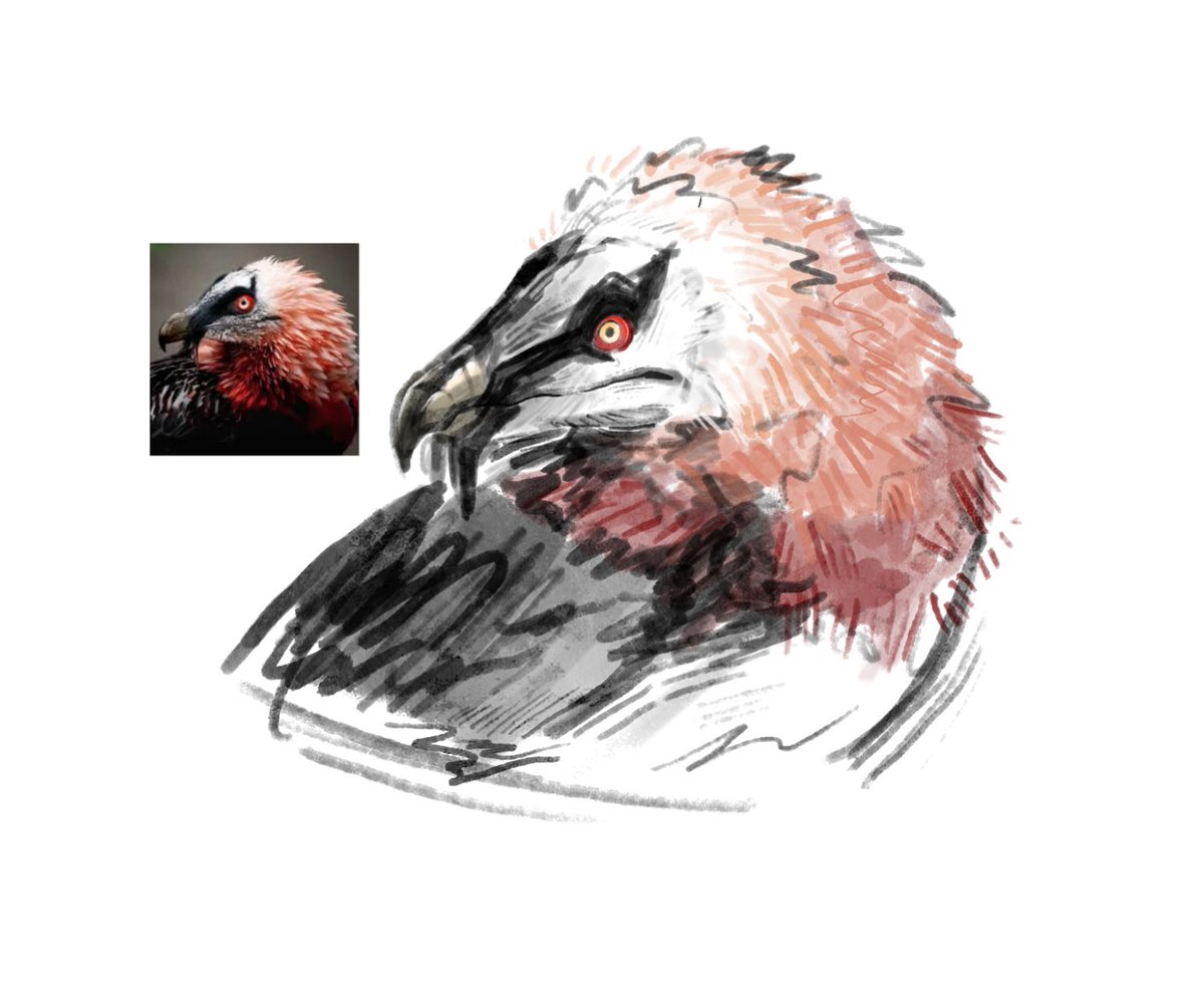 JuneBugLesbian's tweet photo. Bearded vulture #birdart https://t.co/5cXmmgkqZc