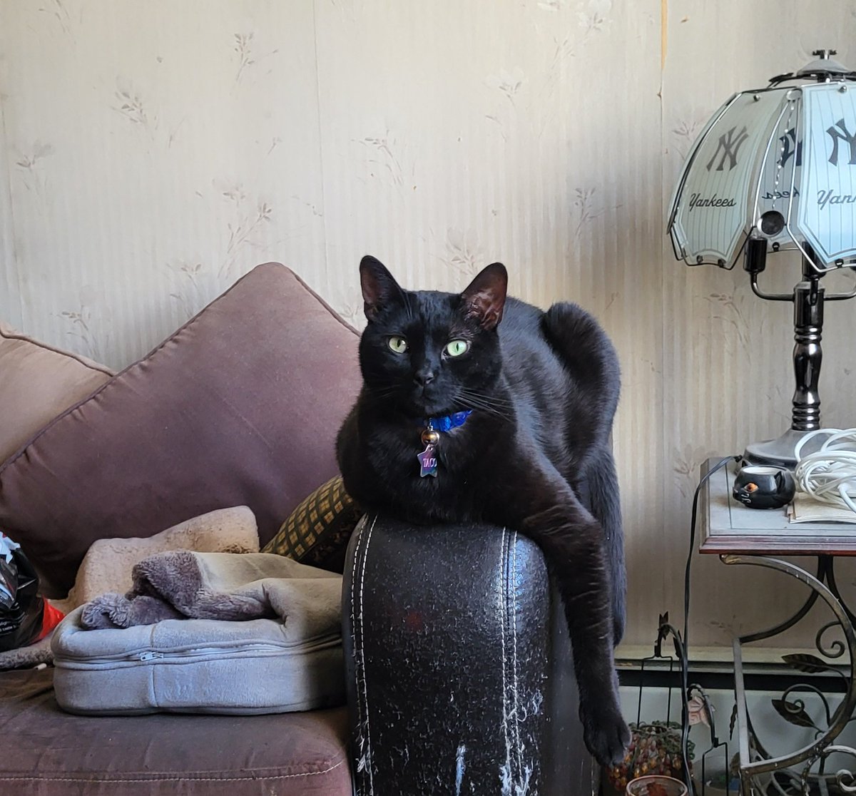 BonafedeGrace's tweet photo. Happy 7th Birthday to my Taco! Happy Cinco De Mayo Everyone! Enjoy your day!😎🐈‍⬛🍹🌮 https://t.co/hE0pFjdJ4f
