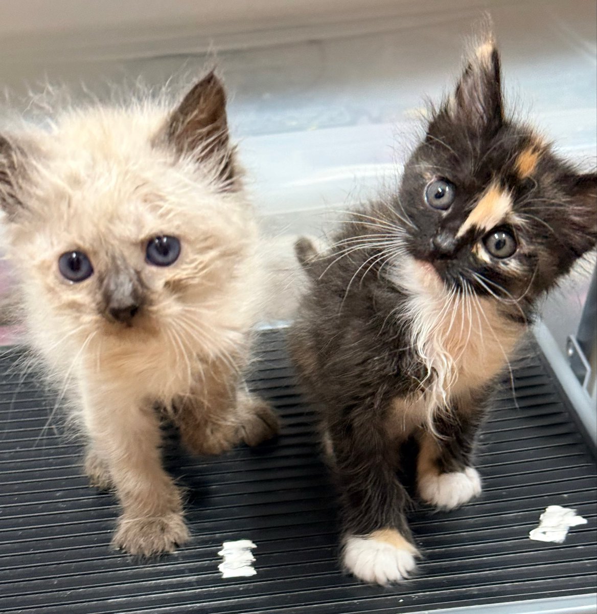 Foster_Fluff's tweet image. Got a lil bedhead goin’ this morning. #Happy #Crystal #Kittens #CatsOfX #CatsOfTwitter
