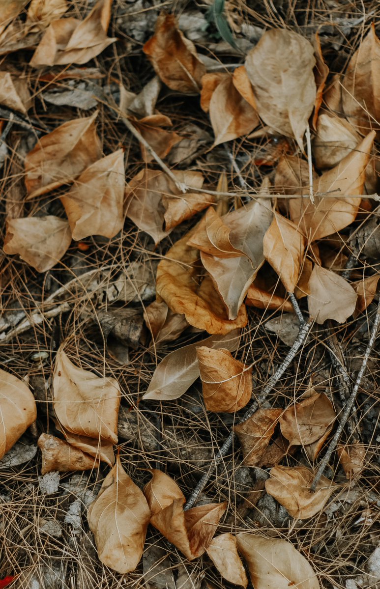 AlexanderFB's tweet image. Autumn is coming 📸 #autumn #fall #camera #seasons