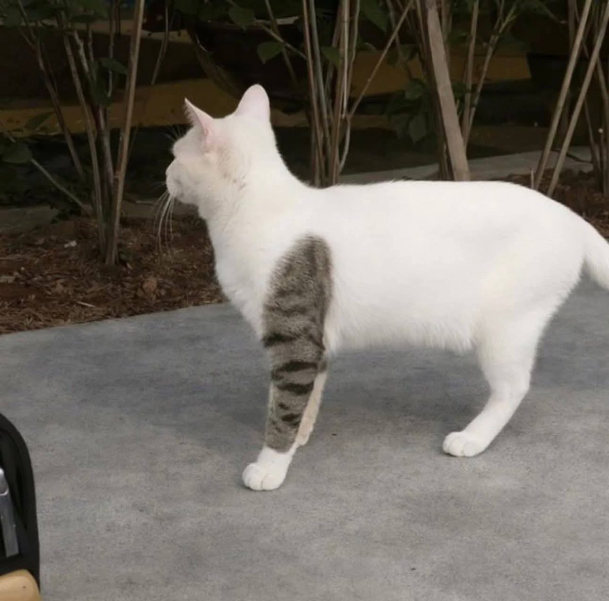 The Cats 𝕏 tweet media