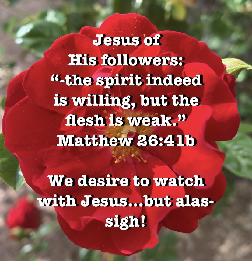 ChrisannDawson's tweet image. “Jesus, lend me Your strength to be with You always! Amen.” #Jesus 🌺