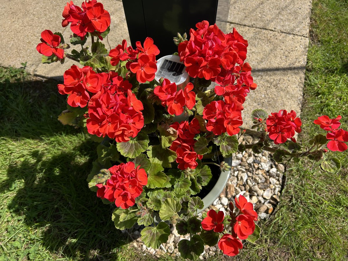zoeapatrick's tweet image. Some lovely flowers seem to be blooming in the garden today #rhododendroms #strawberries #geraniums #violas #gardening