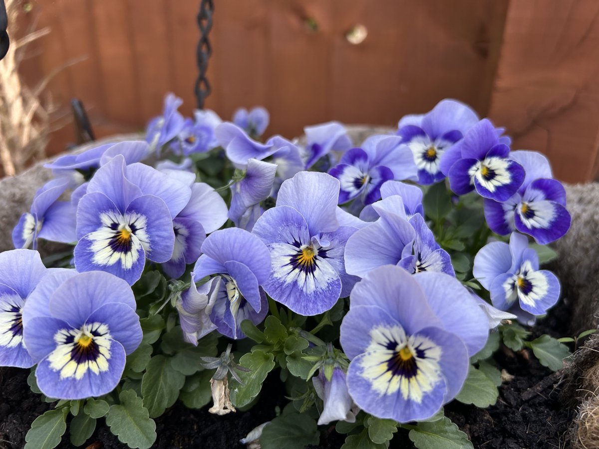 zoeapatrick's tweet image. Some lovely flowers seem to be blooming in the garden today #rhododendroms #strawberries #geraniums #violas #gardening