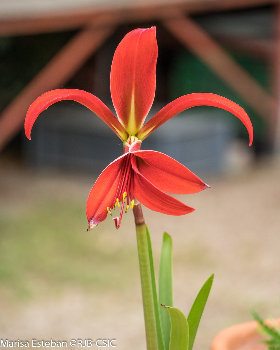 RJBOTANICO's tweet photo. Sprekelia formosissima se conoce a veces como flor de lis por su parecido con el motivo heráldico. Pero fue descrita por Linneo en 1753, mientras la flor de lis ya se usaba en la Edad Media. Su origen botánico sigue en debate entre una azucena (Lilium) y lirio (Iris pseudacorus). https://t.co/ndEuQEnrOg