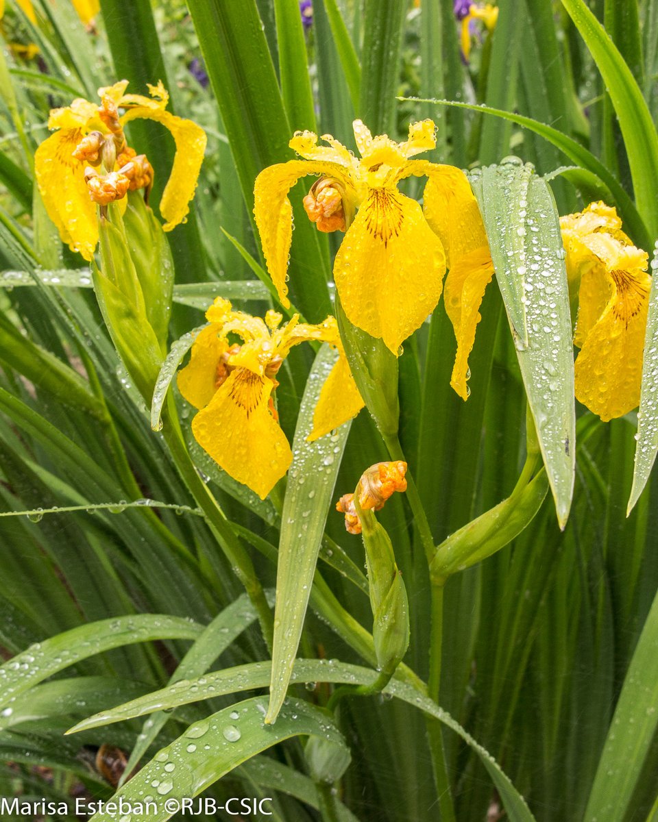 Sprekelia formosissima se conoce a veces como flor de lis por su parecido con el motivo heráldico. Pero fue descrita por Linneo en 1753, mientras la flor de lis ya se usaba en la Edad Media. Su origen botánico sigue en debate entre una azucena (Lilium) y lirio (Iris pseudacorus).