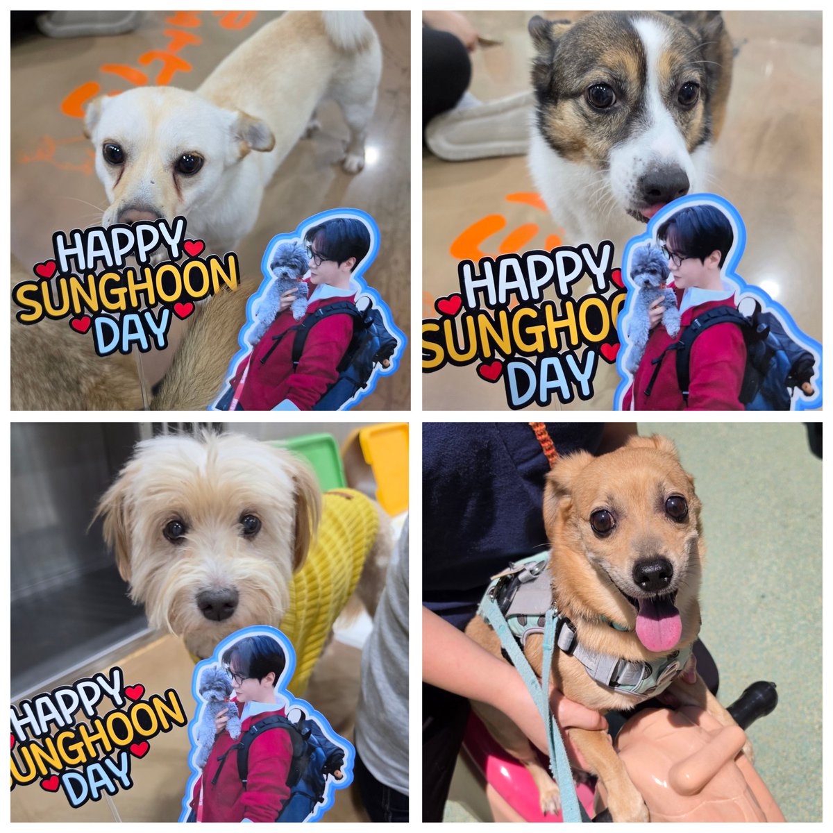 laviewbongsa's tweet photo. 260505 성훈님 생일 기념 유기견묘 봉사활동

많은 라뷰님들의 응원 속에 오늘 봉사를 잘 마무리했습니다.☺️
참여해주시고 열심히 도와주신 모든 라뷰님들께 깊이 감사드립니다.❤️

특히 오늘 봉사 진행했던 팅커벨 입양센터로부터 성훈님의 후원 소식을 전해 듣고 깜짝 놀랐습니다. 아이들을 위해 필요한 물품을 조용히 보내주신 성훈님의 따스함에 큰 감동을 받았습니다🥹

마음씨가 이쁜 성훈님께 감사드리며, 생일 다시 한번 축하 드립니다!!🎂🎉🐿
#LAPOEM #라포엠
#최성훈 #ChoiSunghoon 
#HAPPYSUNGHOONDAY