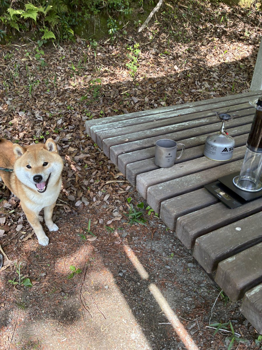 pnknnj's tweet photo. ☕️🐕　#柴犬のいる生活 https://t.co/aDt9pCP4Wt