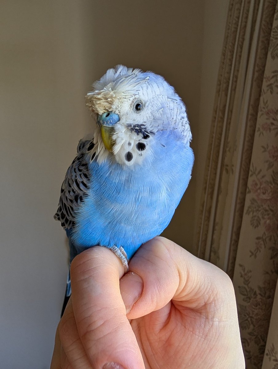 炎龍(Enryu)🐦️💫 tweet media