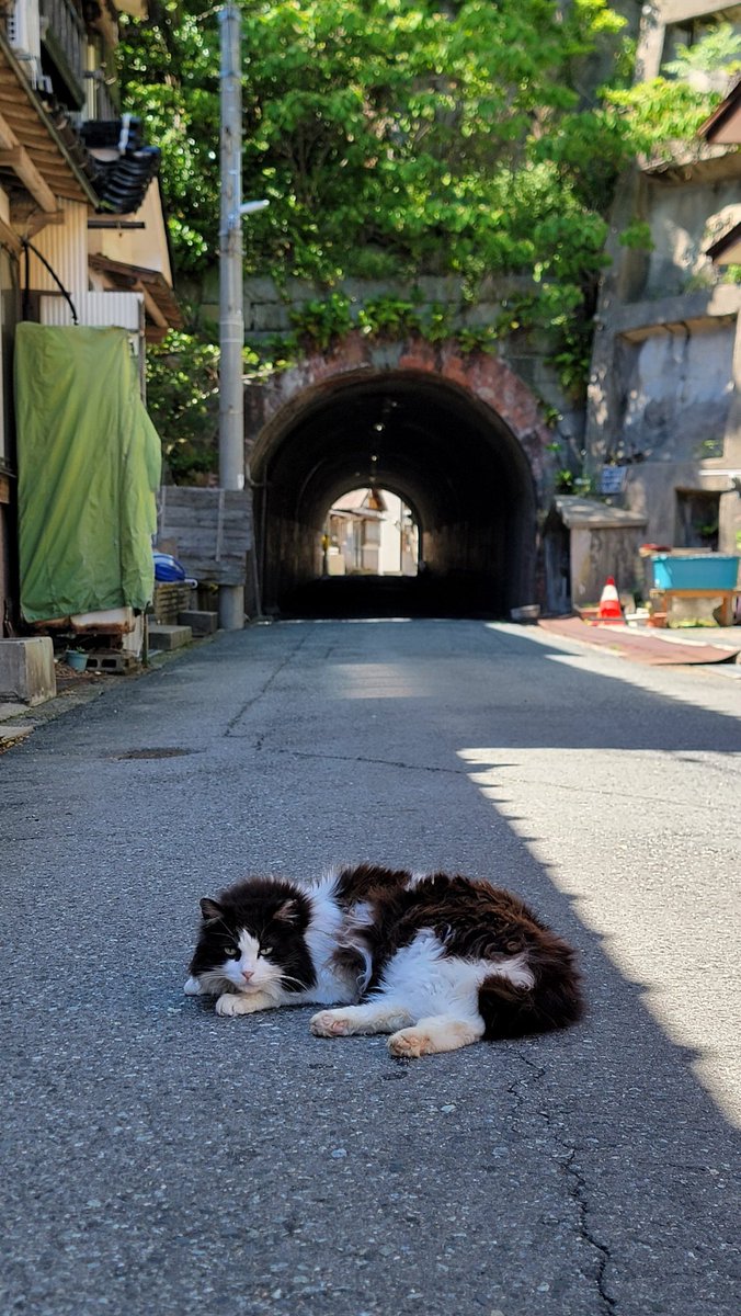 2026.5.5🌞

岩美町『網代隧道』🐱ネコちゃん

#岩美
#網代